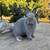 Cuddly small dwarf bunny rabbits 1 thumbnail