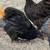 Roosters 2 thumbnail