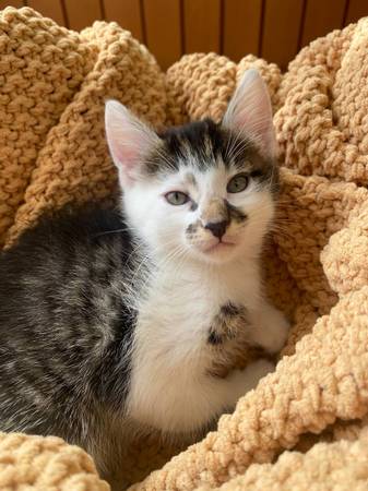 Kitten rehoming63858404959619122