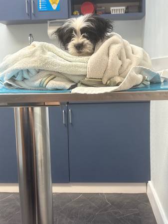 Rehoming puppy63840149772163120