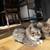 Kittens Free 3 thumbnail