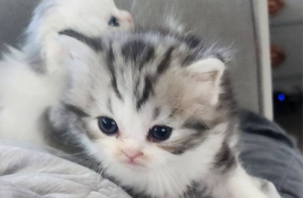 Scottish Fold Male kitten 1