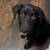 Rehoming Lab mix 2 thumbnail