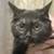 16 week old female cat 1 thumbnail