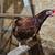 Laying Hens 1 thumbnail