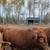 Bulls 2 thumbnail