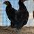 Stags and Pullets 7 thumbnail