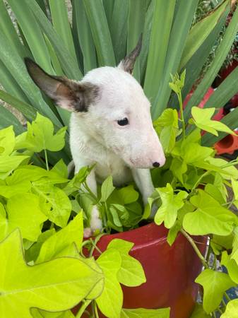 English bull terrior (Houston)63859316584065122