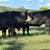 HERD SELLOUT 12 Bred Cows 9 thumbnail