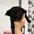 Pitsky puppies 7 thumbnail