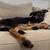 Sweet, Working Shepherd Rex Is Looking For His Furever Home! 6 thumbnail