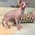 Two female sphynx 4 thumbnail