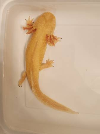 Male & Female Axolotl (Kennewick)63866763830913120