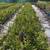 Plants-Emerald green 1-5 gallon pots 6 thumbnail