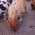 Kunekune piglets 3 thumbnail