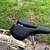 Beautiful KHS Manhattan 3 speed city bike. Medium. New seat and tires 2 thumbnail