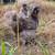 Silkie Chickens Pullets & Cockerels 5 thumbnail