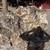 Large quartz boulder - Rye Patch Mining District NV 4 thumbnail