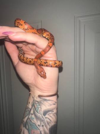 Baby corn snakes63689210102019120
