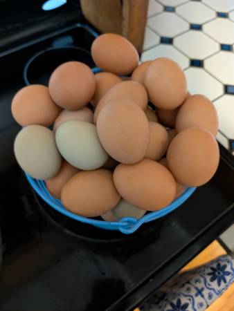Fresh Eggs 1