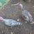 Turkeys 1 thumbnail