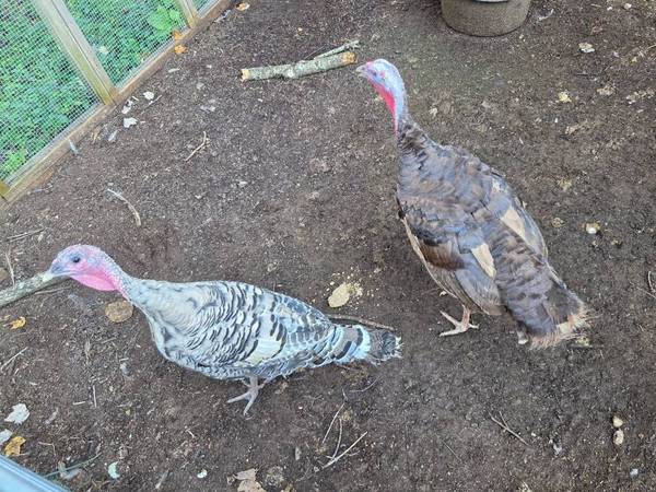 Turkeys 1