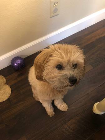 Lost Dog 10/17 (Oxnard)64144094938113121