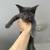 Maine Coon x Scottish mix kittens 3 thumbnail