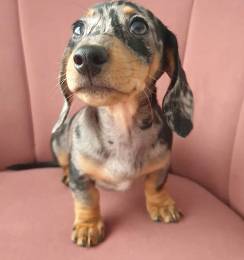 DachshundActive-Puppy 1