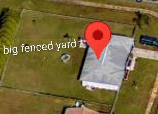 Dog & cat boarding /walking services 1