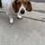 Beagle mix 3 thumbnail
