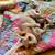 Adult Male Sphynx 1 thumbnail
