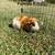 Guinea pigs 9 thumbnail