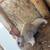 Flemish Giant bunnies 2 thumbnail