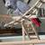 African Grey Parrot and Goffin Cockatoo rehoming 3 thumbnail