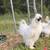 White silkie rooster 1 thumbnail