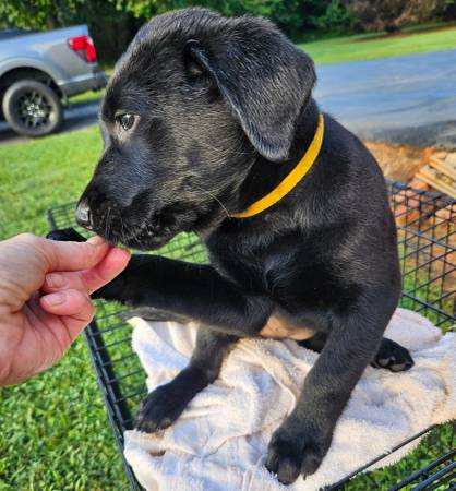 Lab Puppies (Spartanburg/Cowpens)63661423912963120