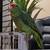 Parrot 1 thumbnail