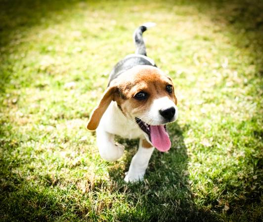 Beagle / Rat Terrier Mix - 1 year (Bothell)63750250527747122
