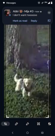 Missing/ Mini poodle 🐩 1
