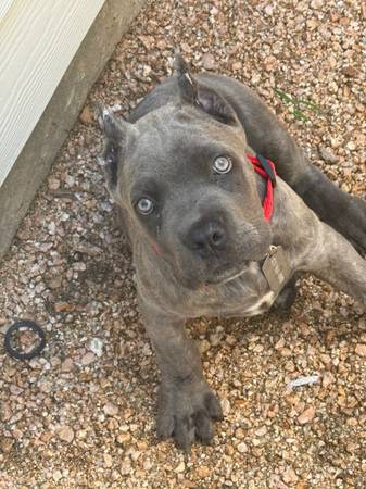 Cane corso de 11 semanas63859316009475123