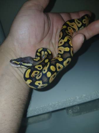 Baby ball pythons (Lamar mo)63654750600065121