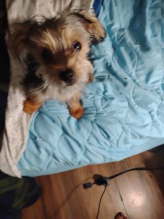 Yorkie Shitzhu (Mesa)63967288774914120