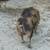 KuneKune Boar 2 thumbnail