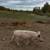 Yorkshire Piglets 3 thumbnail