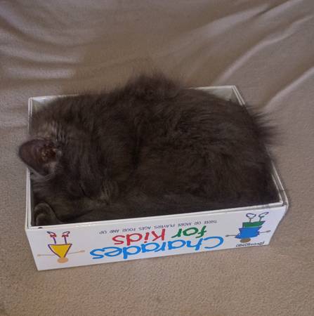 Kitten siberiano (Murray)515994439249438722