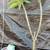 Madeline Plumeria $20 & Up Well Rooted Plants 10 thumbnail