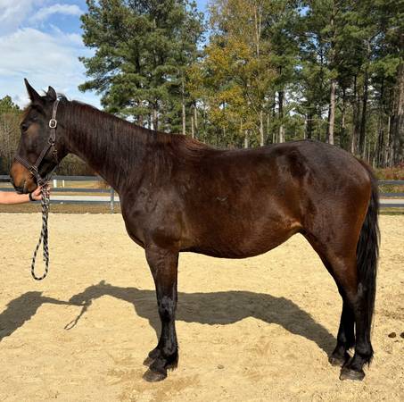 Bay Friesian cross 1