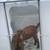 Goats for sale 2 thumbnail