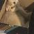 Nice and sweet golden Scottish fold girl kitty cat 4 thumbnail